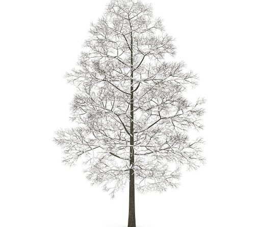 tree-6.jpg